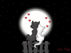 Cats in Love