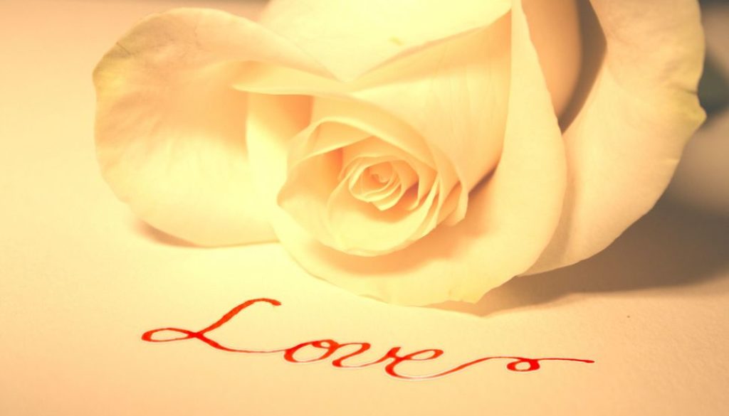 White rose
