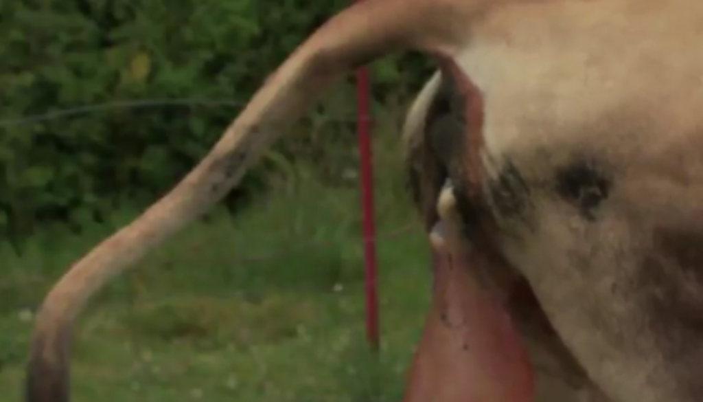 Cow_Placenta