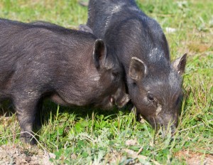 Pigs