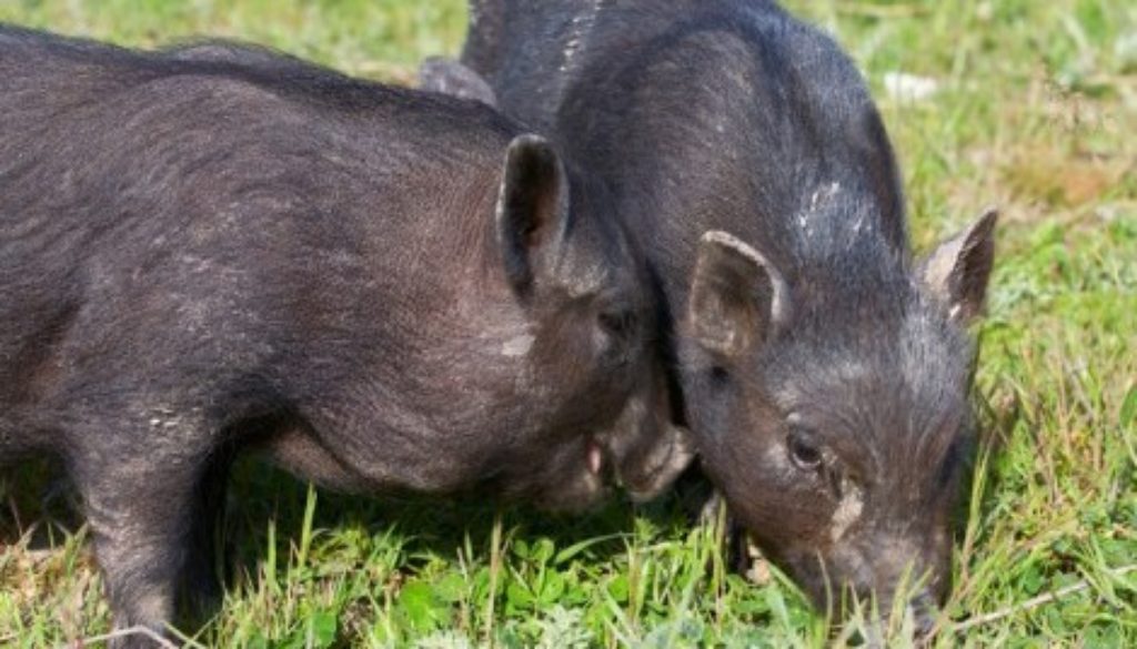 Pigs