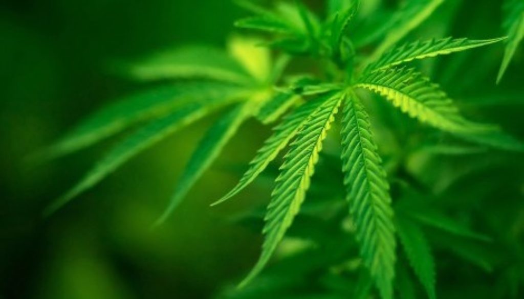 marijuana plant