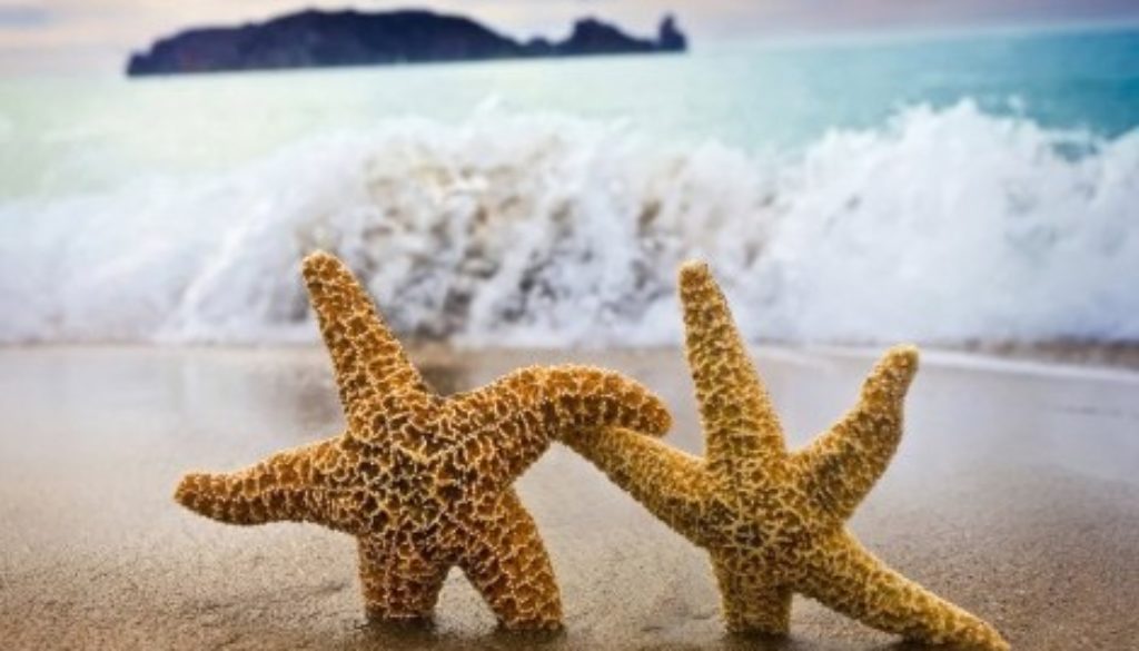 Starfish couple on the beach