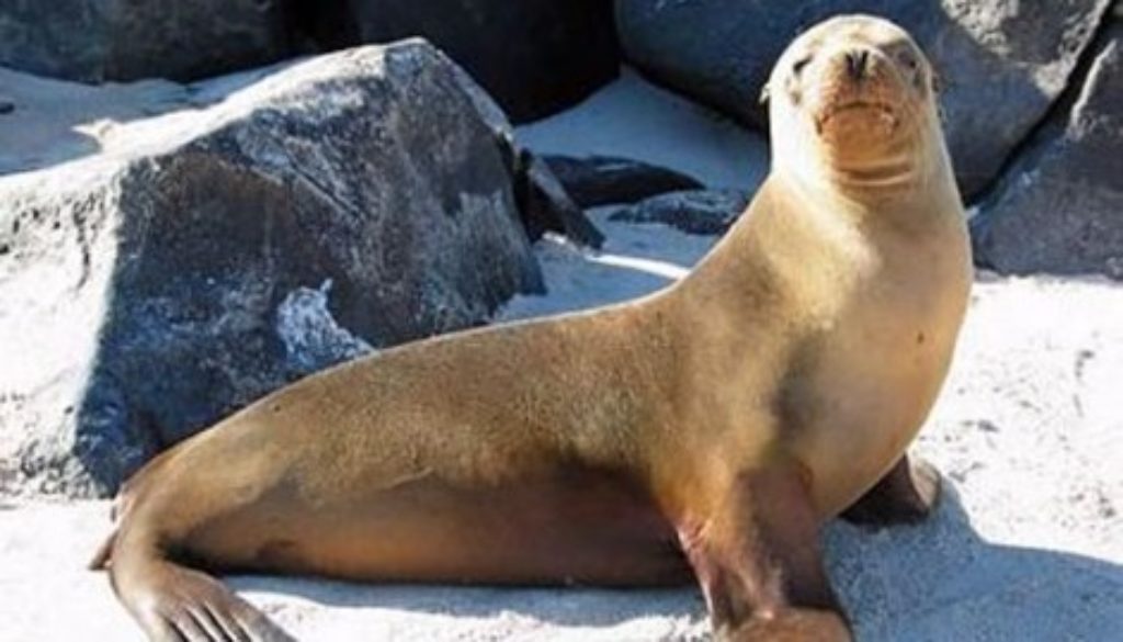 Sea lion
