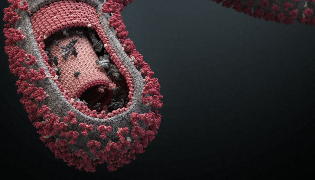 Ebola_Virus