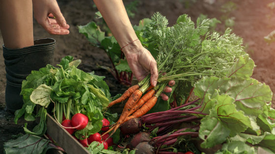Woman Picking Carrots